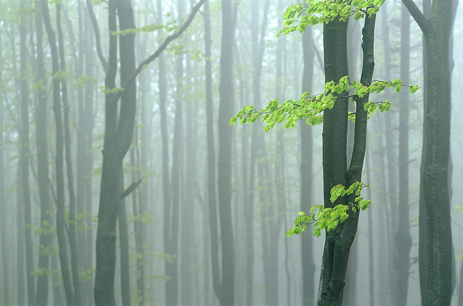 Beskid Sądecki (Polskie góry)